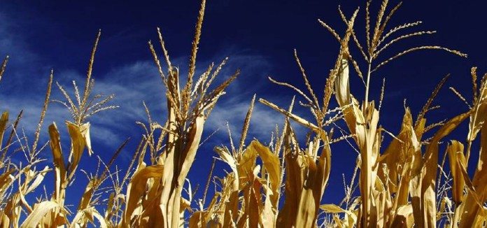 Agribusiness