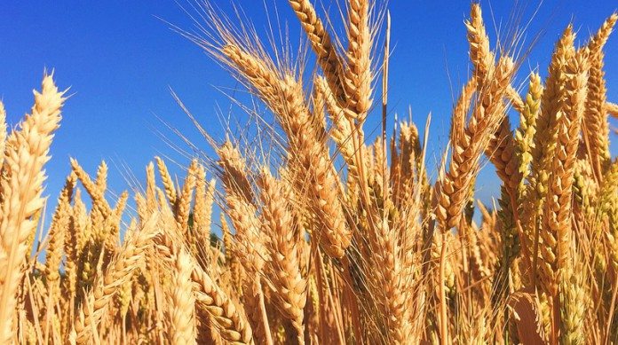 Wheat