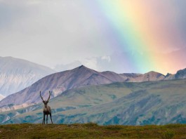 Gold Fields sees smooth pathway for Windfall project