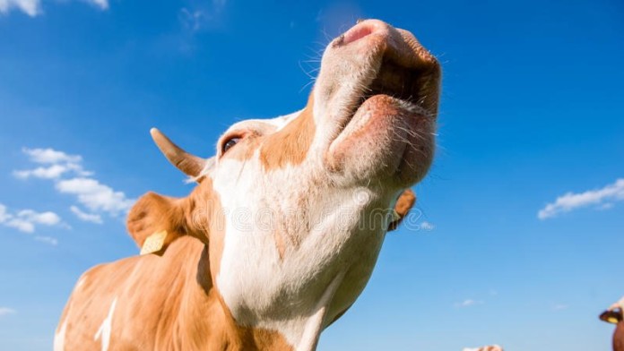 cow-mooing-front-camera-group-cows-background-low-angle-shot-selective-focus-55853912