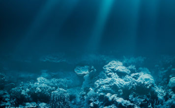 Deep-sea mining threatens rare molluscs