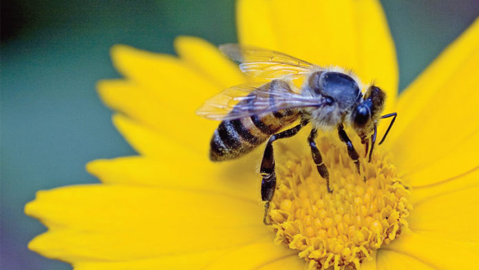 bee-on-yellow-lrg