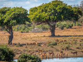 Obscure company targets coal mining project on Kruger Park doorstep