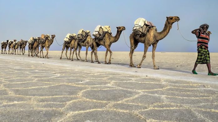 Ethiopia-Danakil-Depression-Camel-Caravan