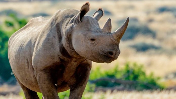 black rhino