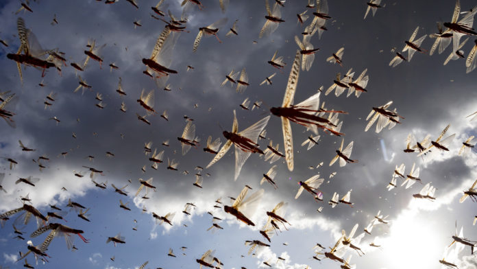 Locusts