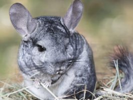 How this endangered rodent is proving a headache for Gold Fields’ $860m Salares Norte project