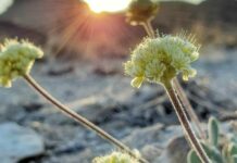 Sibanye-Stillwater rejects claim it made “big mistake” agreeing JV in US lithium project