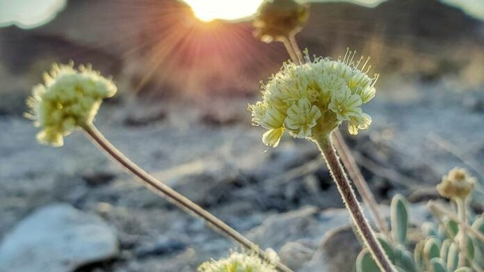 Tiehm's buckwheat