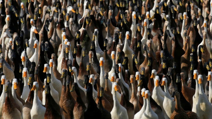Ducks