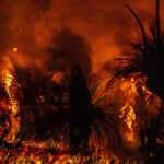 Australian bushfire montage