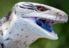 Harmony flags protected species find at Eva project